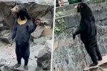 Čínská zoo se brání, že její medvěd malajský není člověk v kostýmu.