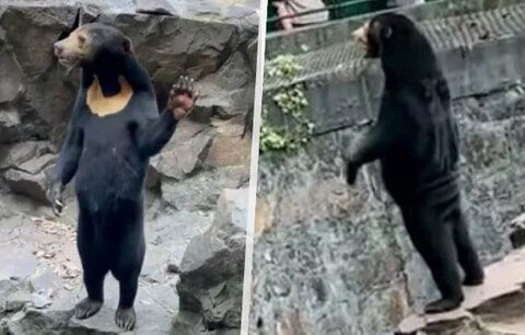 Náš medvěd není člověk v kostýmu, brání se čínská zoo. Zvláštní snímky vyvolaly spekulace
