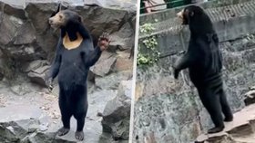 Náš medvěd není člověk v kostýmu, brání se čínská zoo. Zvláštní snímky vyvolaly spekulace