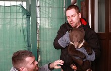 Mládě medvědů ušatých v Zoo Chleby: Ošetřovatelům ukázalo jen drápky  