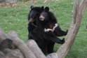 Správné chování mladé huňaté dámy už zvládla Míša, dvouletá samička medvěda ušatého v Zoo Chleby na Nymbursku, na jedničku. A tak může do světa. Za budoucím partnerem Franzem ze Zoo Dessau odjíždí už dnes.