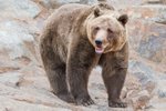 Plzeňská zoo vypustila do venkovního výběhu medvědy, kteří se probudili ze zimního spánku. Spali od 4. prosince.
