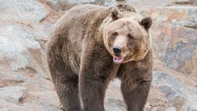 Plzeňská zoo vypustila do venkovního výběhu medvědy, kteří se probudili ze zimního spánku. Spali od 4. prosince.