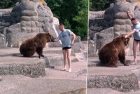 Idiot vlezl do výběhu medvědice: Když ho šelma kousla do ruky, dal jí pěstí!