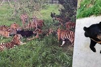 Masakr před zraky dětí! Smečka tygrů roztrhala v zoo malé medvídě