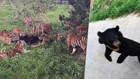 V šanghajské zoo roztrahala smečka tygrů malé medvídě.
