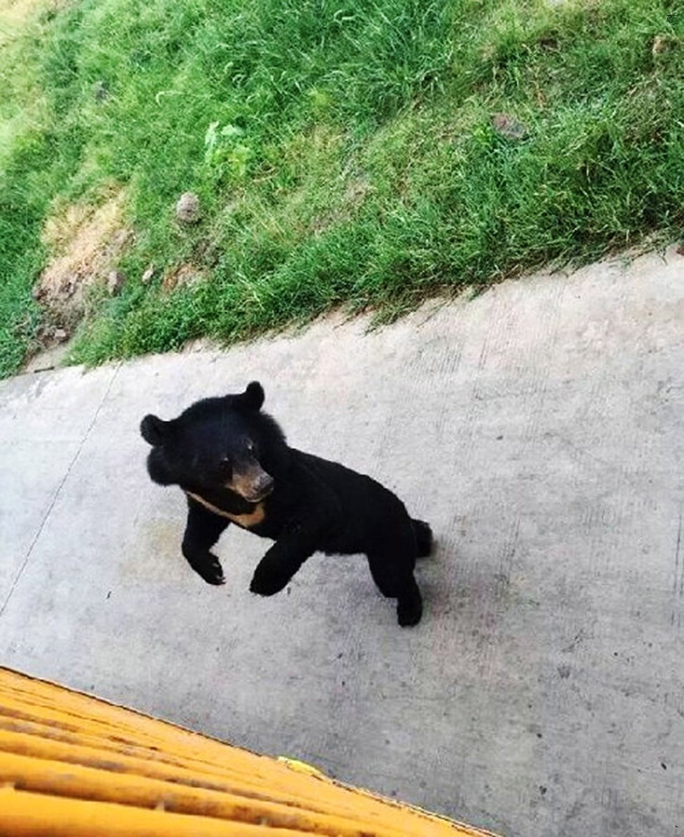 Vyděšený medvídek bojoval o život.