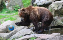 Medvěd kamčatský alias šoumen Bruno: Hurá, můžu se předvádět! 