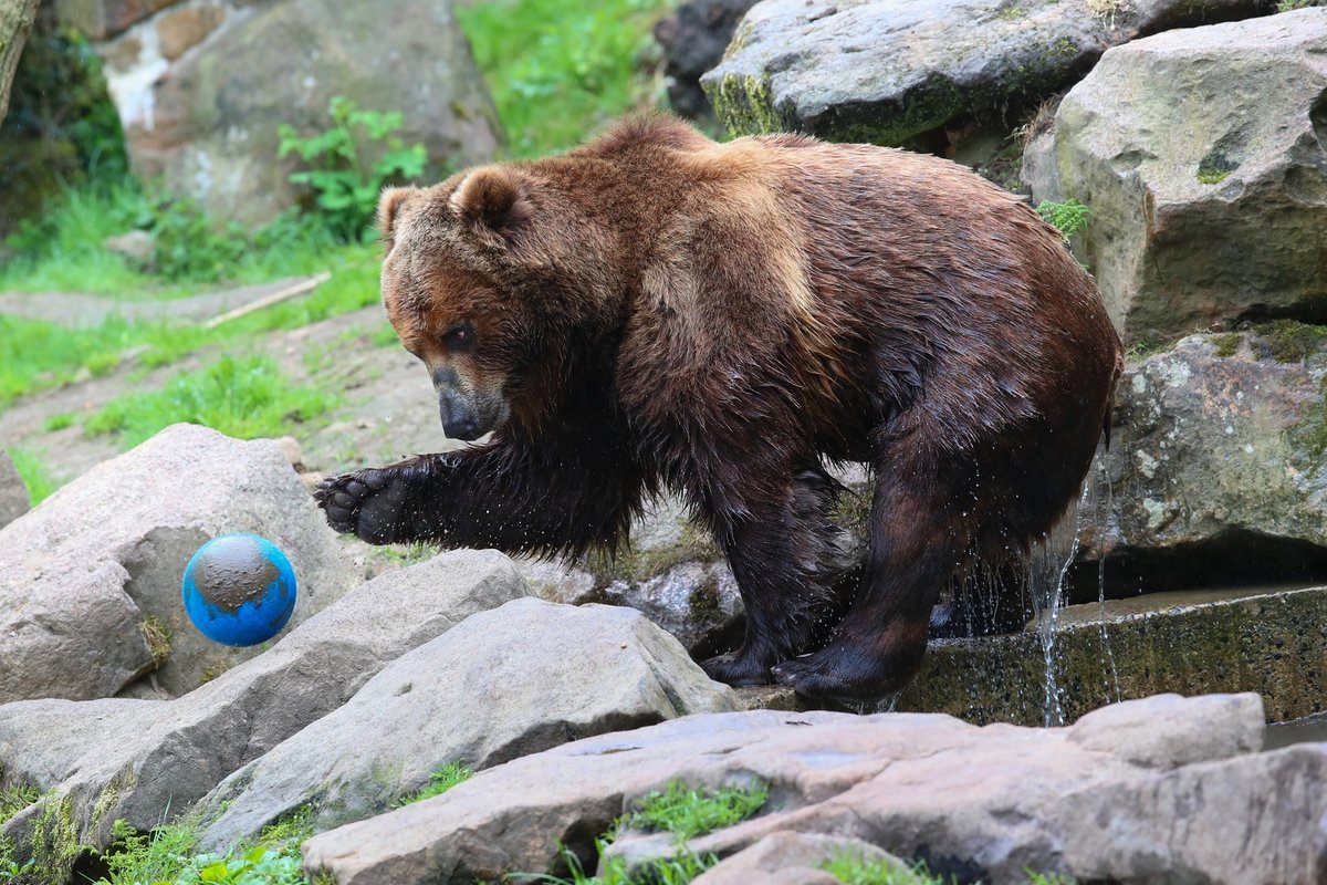 Bruno v Zoo Děčín: Hurá, můžu se předvádět!