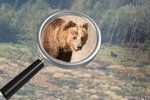 Na Zlínsku se opět pohybuje medvěd. Radnice Zubří zveřejnila fotografii a varuje