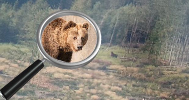 Radnice varovala houbaře před medvědem. Z toho se ale vyklubal pařez