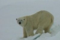 VIDEO: Ledním medvědům hoří půda pod nohama