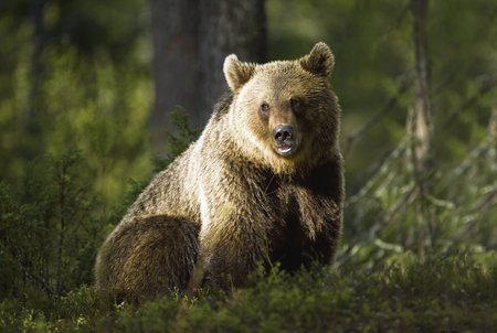 Medvěda u nás potkáte jen v Beskydech, kde už žije trvale. Putující samotáři se ale mohou dostat velmi daleko, jeden z nich došel až k Náchodu.