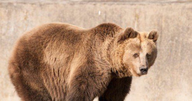 Medvěd pláchl přes vysoký ohradník a toulá se Alpami. Pokyn k odstřelu Italy rozlítil