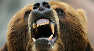 Konec ochrany medvědů a vlků? 