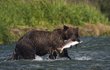 Krásné záběry Lukáše Pavlačíka´z Aljašky. Medvěd při lovu lososů.