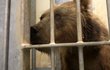 Sedmiletou samici medvěda kamčatského Irinu přivezli do Brna z Francie.
