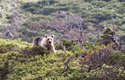 Spočítat medvědy v ostrovní divočině vědcům umožnily záběry z fotopastí. Z ní pochází i tento snímek, proto má nižší kvalitu