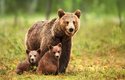 Při setkání s medvědem odborníci doporučují neutíkat a nezkoušet ho plašit, ale klidně vycouvat