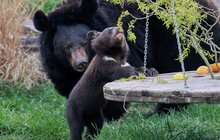 Medvídě poprvé venku poznávalo svět: Mlsání na houpačce...