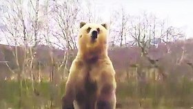 Sibiřské město zažívá invazi medvědů hnědých (ilustrační foto)