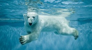 Život ledních medvědů okem skryté kamery