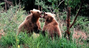 Nebezpečné lovy: S foťákem na medvěda