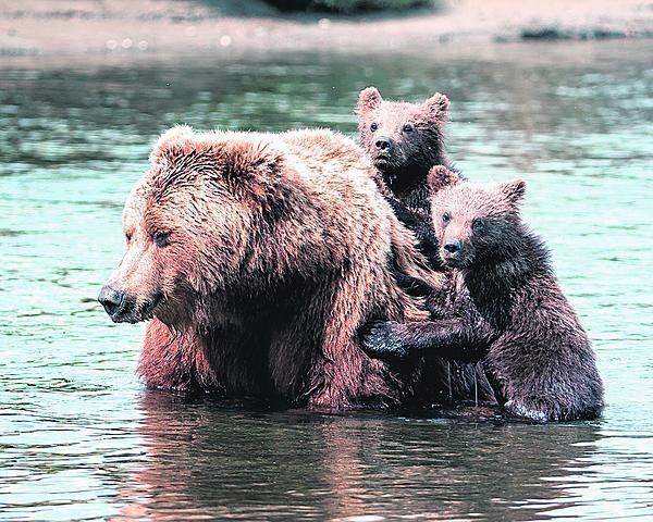 Grizzly je dobrý plavec. Prckové to ale nevěděli.