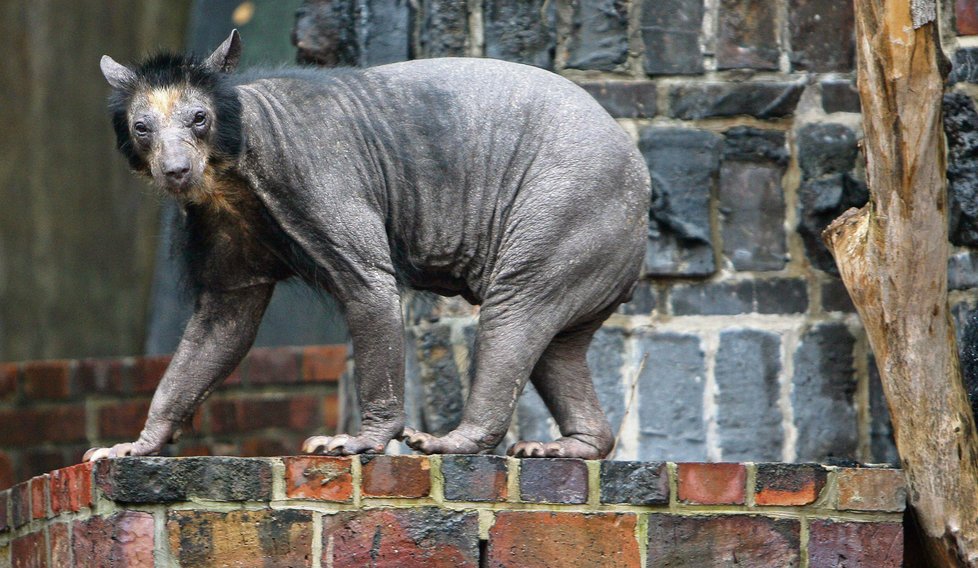 Nahatá medvědice - Medvědí samice Dolores z německé zoologické zahrady v Lipsku je naháč. Genetická vada způsobila, že přišla o téměř všechnu srst. Není ale jediným medvědem brýlatým, který trpí tímto postižením.