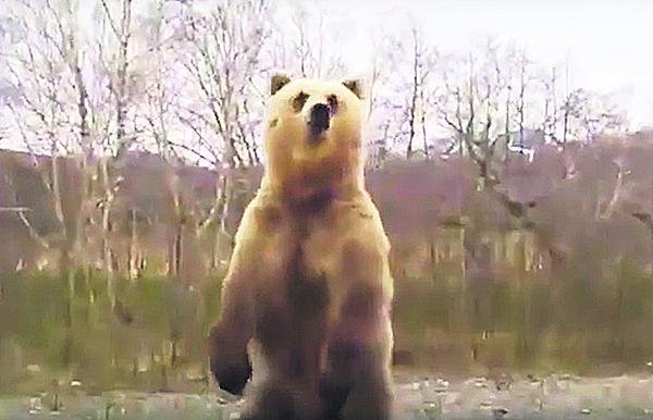 Sibiřské město zažívá invazi medvědů hnědých (ilustrační foto)