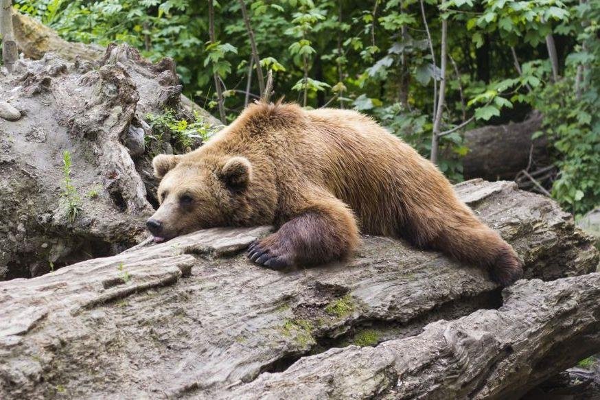 Moravskoslezský kraj si vyjednal výjimku výjimku pro plašení, odchyt i odstřel medvědů.