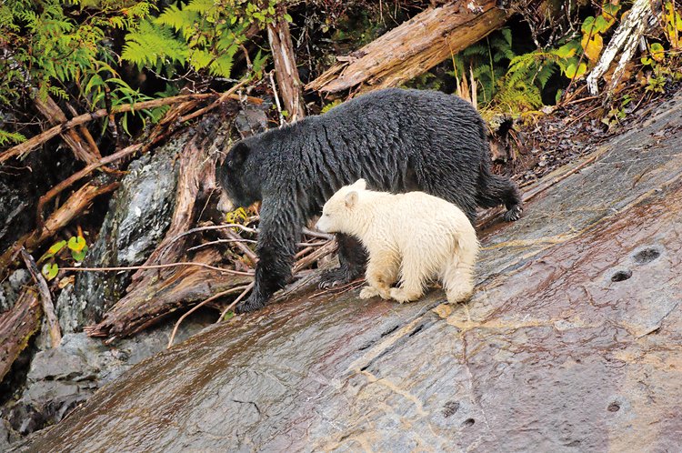 Na ostrovech v Britské Kolumbii žije bílý poddruh medvěda baribala (Ursus americanus kermodei), jehož normální barva je černá