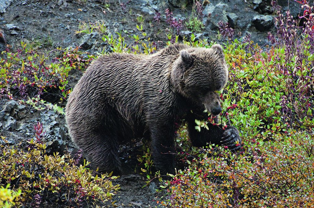 Obr na pastvě – medvědi doplňují masitou stravu spásáním drobných lesních bobulí