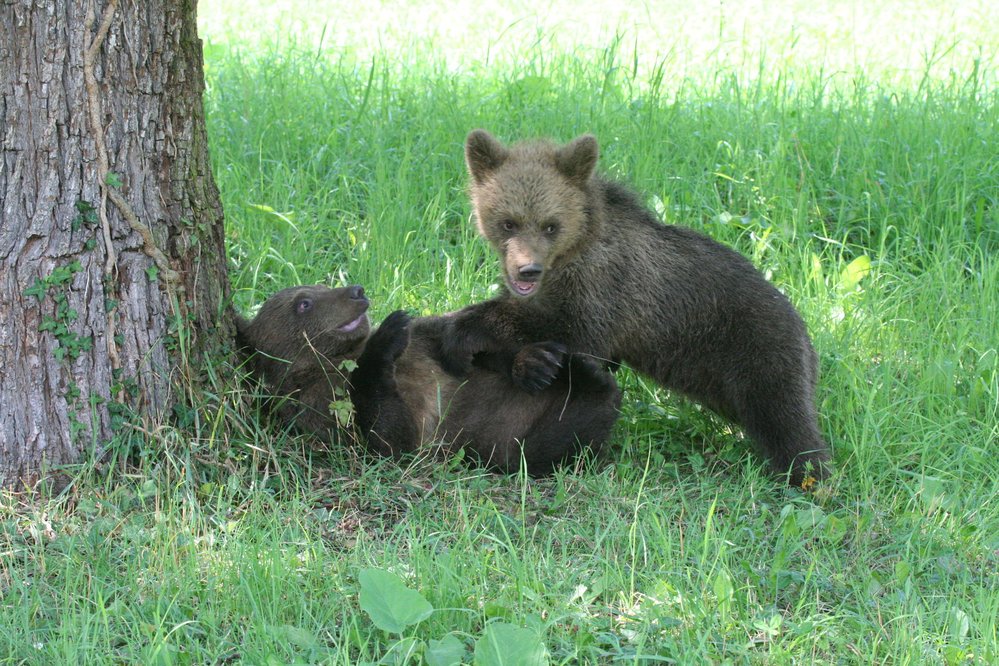 Dominantní medvídě musí být vždy na vrchu