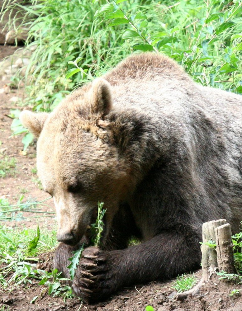 Medvěd žere rostlinnou potravu