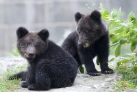 Zdravé medvídě usmrtili a vycpali: Budou jej ukazovat dětem ve Švýcarsku!