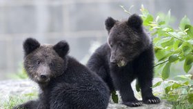 Záchranáři pomohli do bezpečí pěti jiným turistům, které v údolí řeky Prahova pronásledovala medvědice s mláďaty.