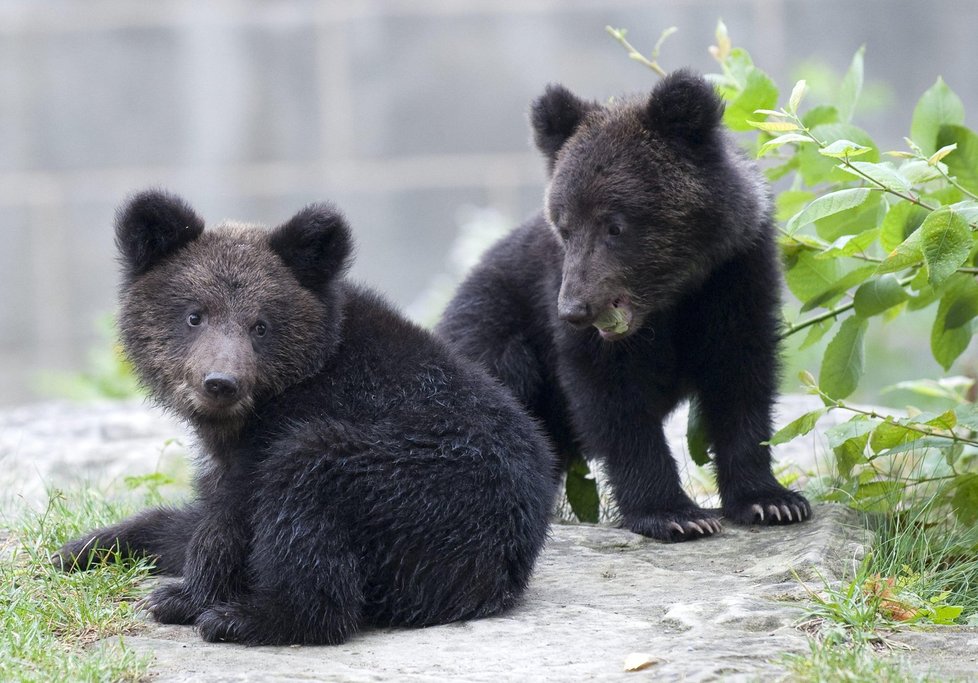 Záchranáři pomohli do bezpečí pěti jiným turistům, které v údolí řeky Prahova pronásledovala medvědice s mláďaty.