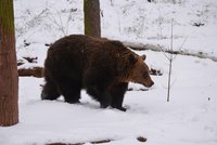 Odchycení »zabijáckého« medvěda se blíží: Pomůže stopařům sníh?