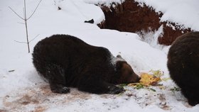 Buzení medvědů v Podkrušnohorském zooparku v Chomutově počasí příliš nepřálo. Sněhovou nadílku si však huňáči dokonce užívali