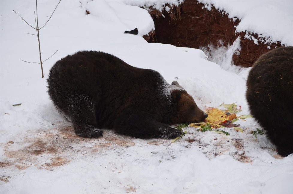 Buzení medvědů v Podkrušnohorském zooparku v Chomutově počasí příliš nepřálo. Sněhovou nadílku si však huňáči dokonce užívali