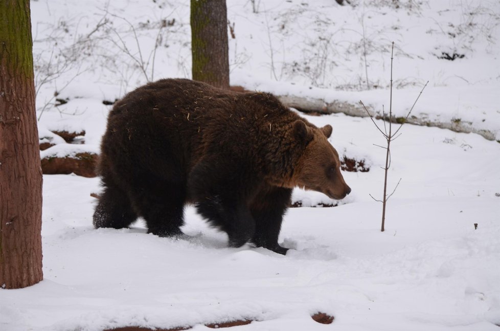 Buzení medvědů v Podkrušnohorském zooparku v Chomutově počasí příliš nepřálo. Sněhovou nadílku si však huňáči dokonce užívali