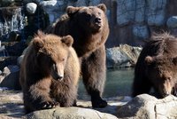 Medvědi Kuba a Toby z brněnské zoo oslavili první narozeniny