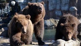 Medvědí rodinka z brněnské zoo: Kuba (vlevo), máma Kamčatka a Toby.