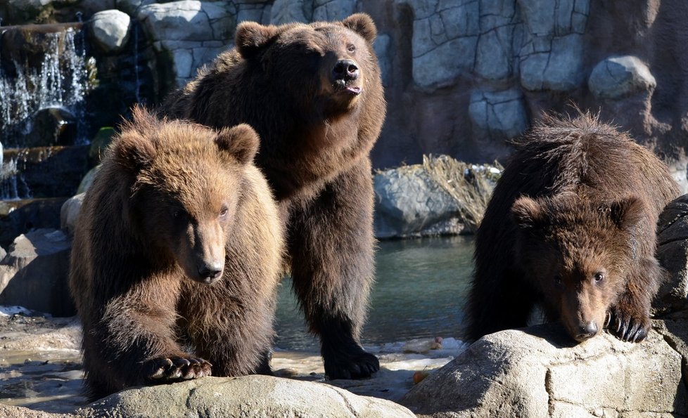 Medvědí rodinka z brněnské zoo: Kuba (vlevo), máma Kamčatka a Toby.