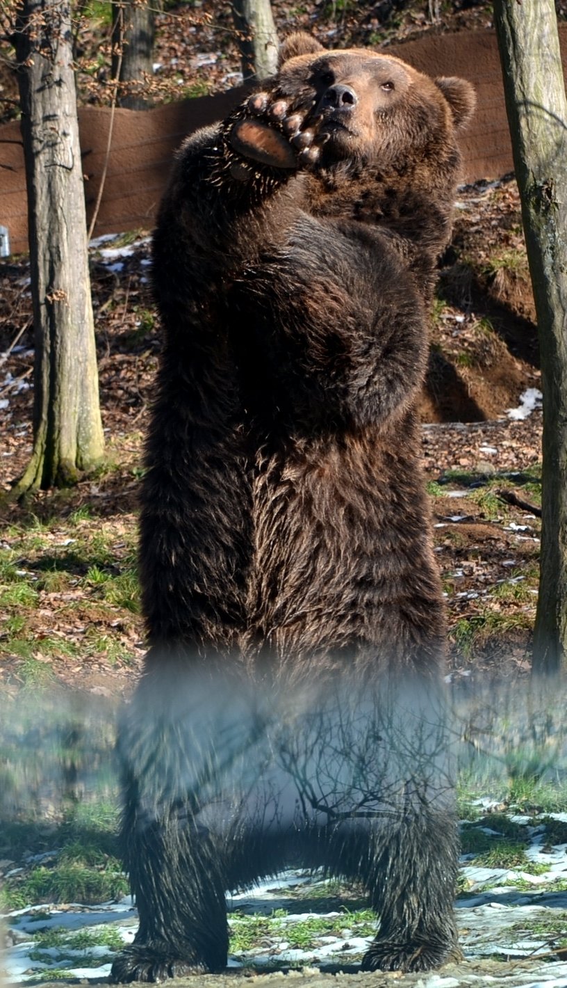 Tak vám hezky zamávám, jako by říkal pohled medvědího táty Jelizara z brněnské zoo, který je rozený bavič.