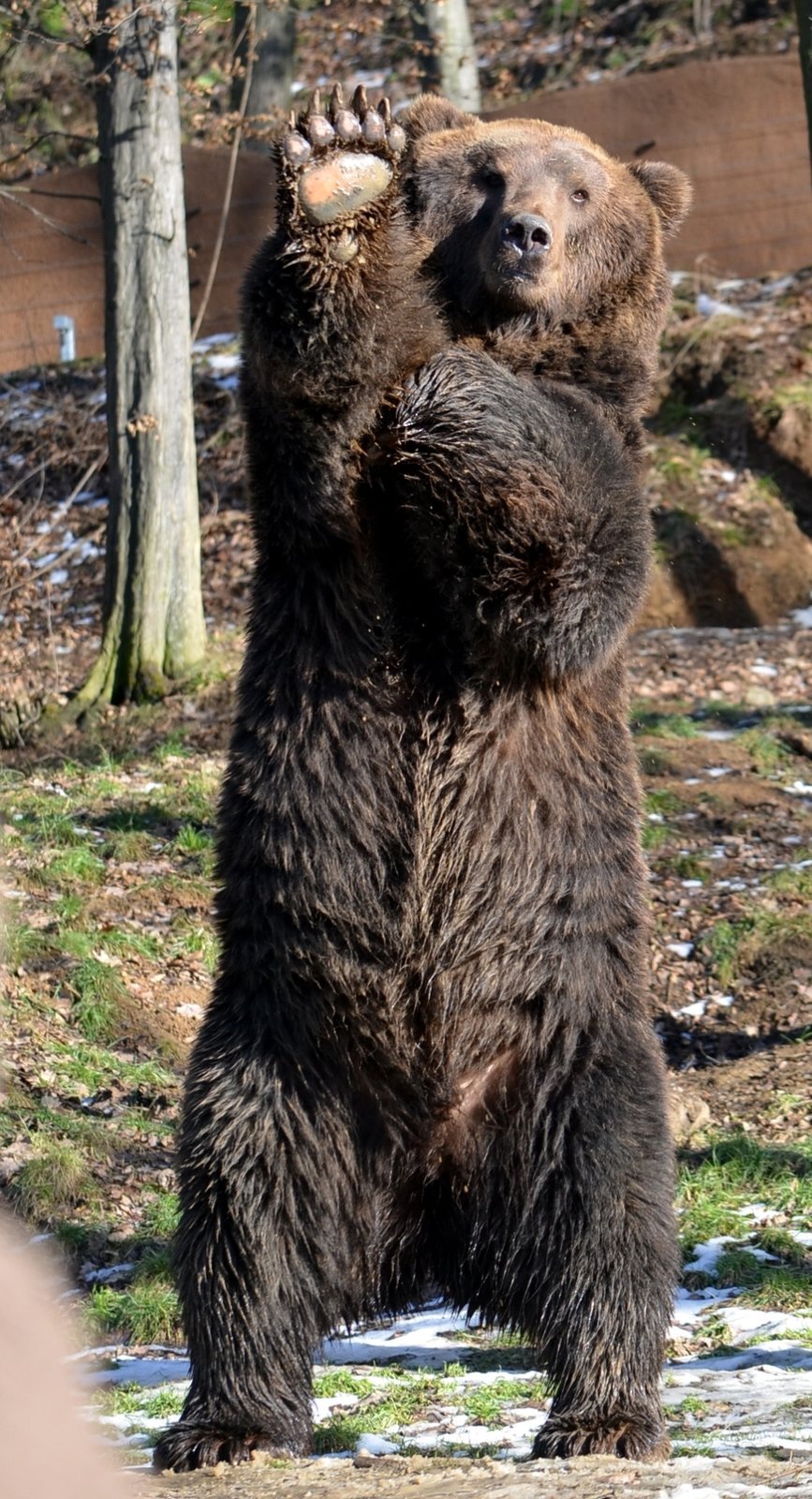 Tak vám hezky zamávám, jako by říkal pohled medvědího táty Jelizara z brněnské zoo, který je rozený bavič.