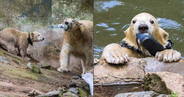Strach o život medvědic Cory (17) a Norii (6 měs.): Mohou za to návštěvníci zoo