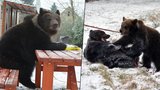 Medvědi trénují na filmování v Rumunsku: Hugo vysedává u stolu jako štamgast!