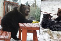 Medvědi trénují na filmování v Rumunsku: Hugo vysedává u stolu jako štamgast!